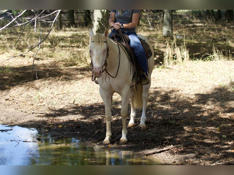 American Quarter Horse Castrone 2 Anni 150 cm Perlino in Collinsville, TX