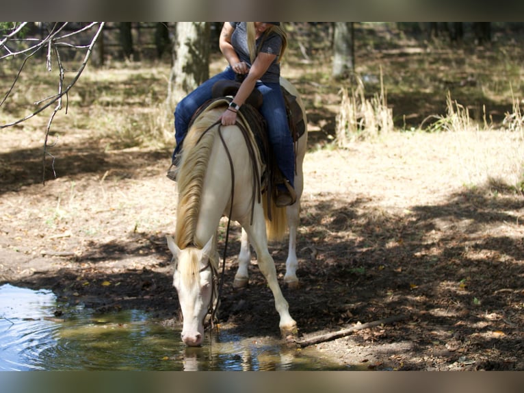 American Quarter Horse Castrone 2 Anni 150 cm Perlino in Collinsville, TX