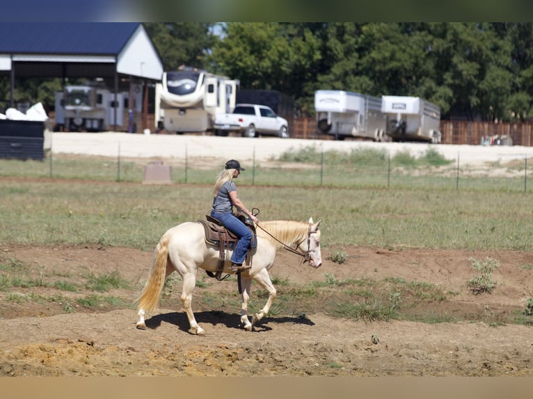 American Quarter Horse Castrone 2 Anni 150 cm Perlino in Collinsville, TX