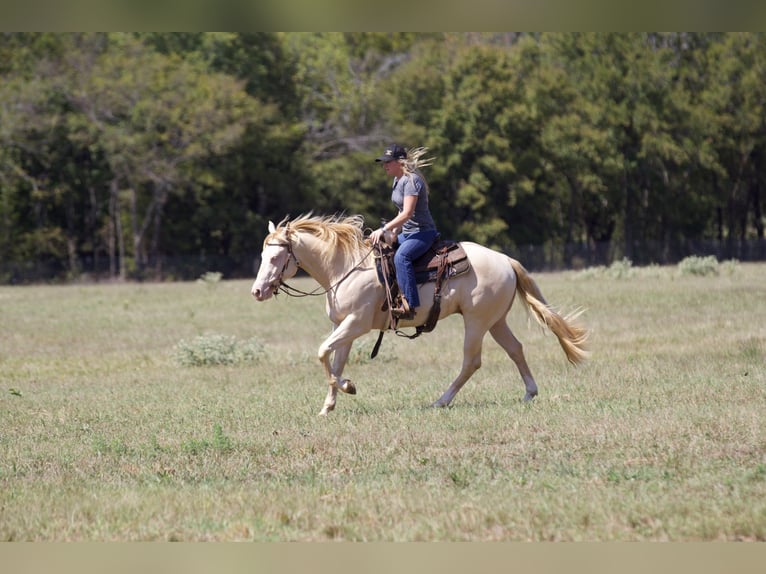 American Quarter Horse Castrone 2 Anni 150 cm Perlino in Collinsville, TX