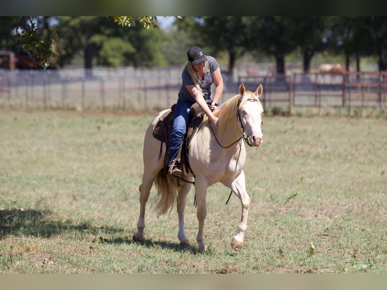 American Quarter Horse Castrone 2 Anni 150 cm Perlino in Collinsville, TX