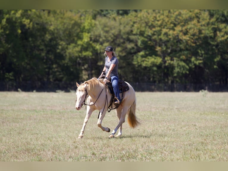 American Quarter Horse Castrone 2 Anni 150 cm Perlino in Collinsville, TX