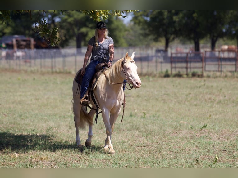 American Quarter Horse Castrone 2 Anni 150 cm Perlino in Collinsville, TX