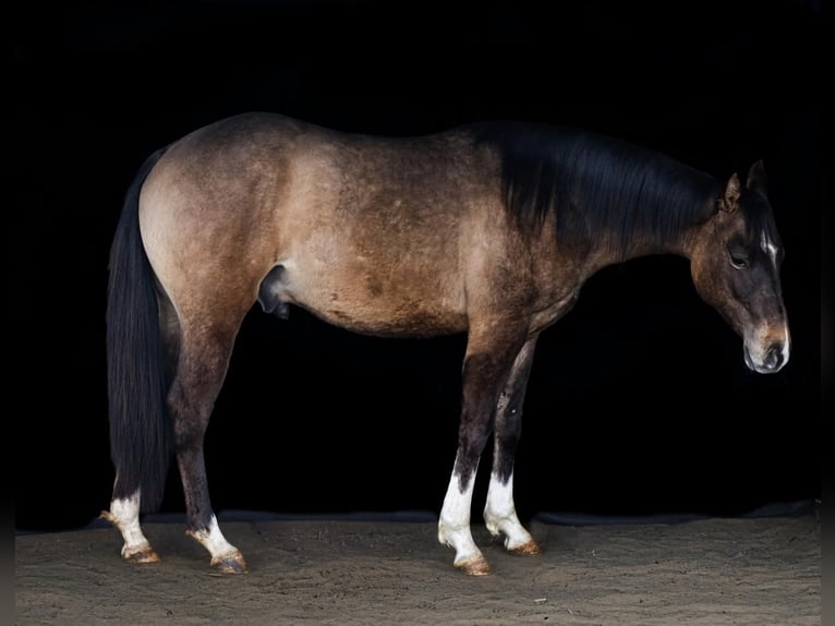American Quarter Horse Castrone 2 Anni 150 cm  in Mettweiler