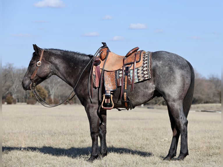American Quarter Horse Castrone 2 Anni 150 cm Roano blu in Buffalo, MO