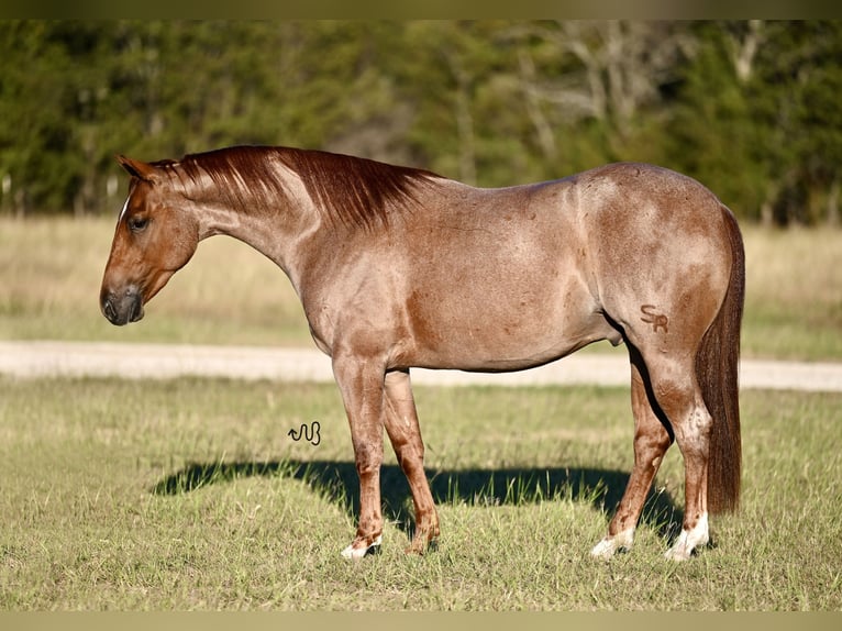 American Quarter Horse Castrone 2 Anni 150 cm Roano rosso in Waco