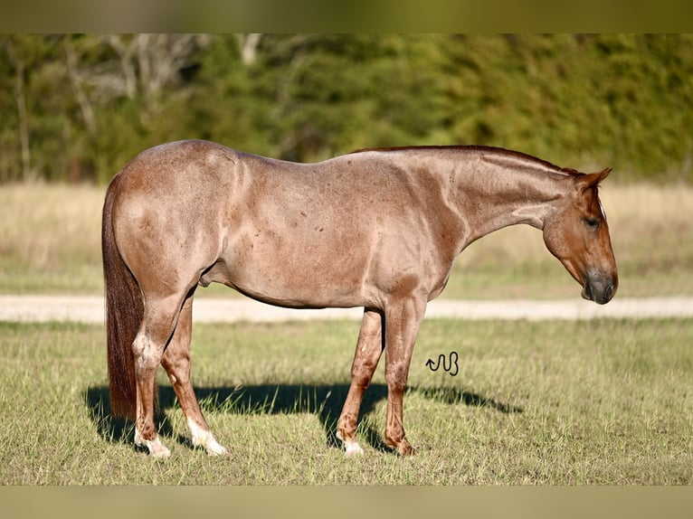 American Quarter Horse Castrone 2 Anni 150 cm Roano rosso in Waco