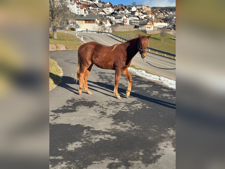 American Quarter Horse Castrone 2 Anni 150 cm Sauro scuro in Jenesien