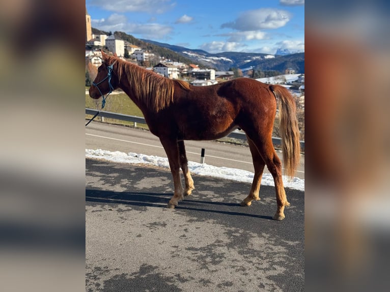 American Quarter Horse Castrone 2 Anni 150 cm Sauro scuro in Jenesien