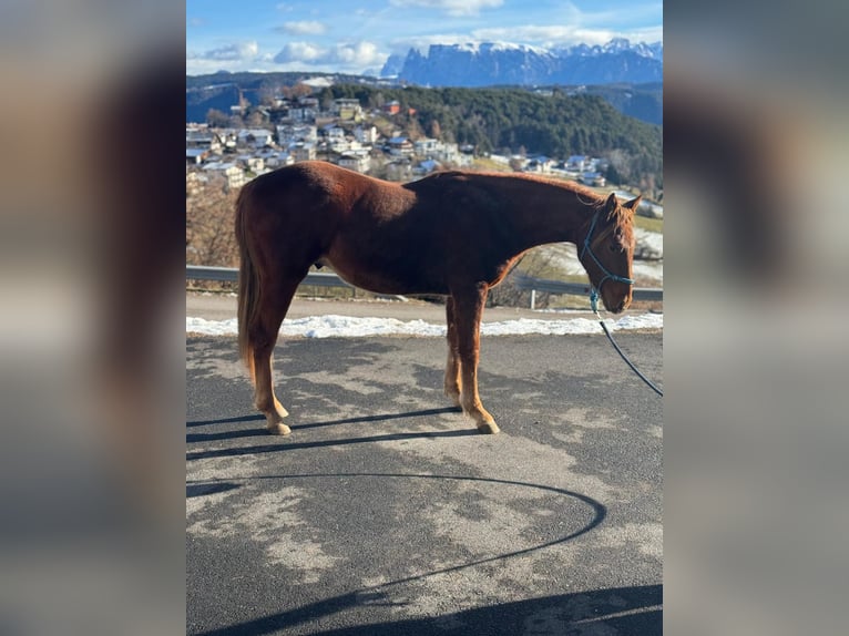 American Quarter Horse Castrone 2 Anni 150 cm Sauro scuro in Jenesien