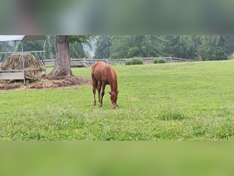 American Quarter Horse Castrone 2 Anni 150 cm Sauro scuro in Jenesien