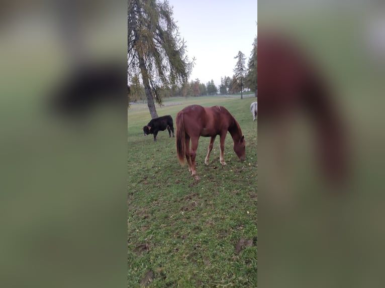 American Quarter Horse Castrone 2 Anni 150 cm Sauro scuro in Jenesien