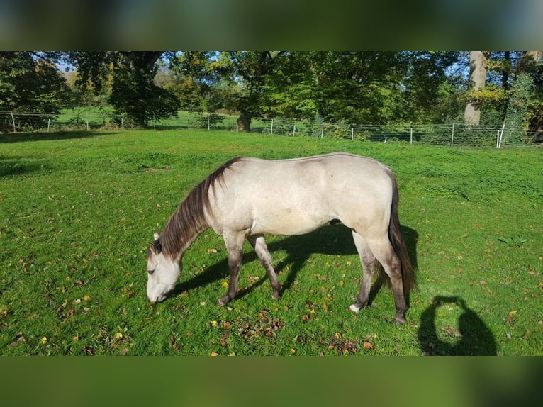 American Quarter Horse Castrone 2 Anni 151 cm Pelle di daino in Osterholz-Scharmbeck