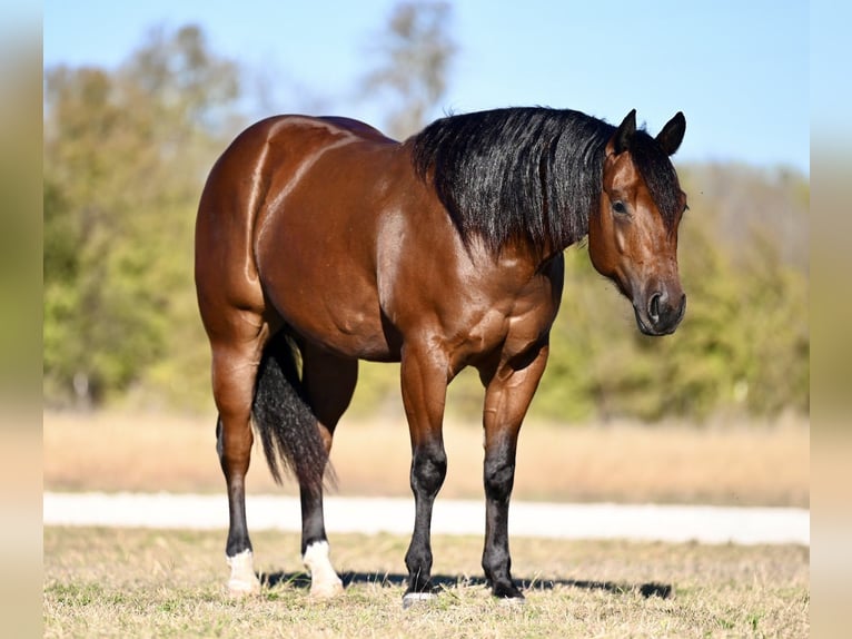 American Quarter Horse Castrone 2 Anni 152 cm Baio ciliegia in Waco, TX