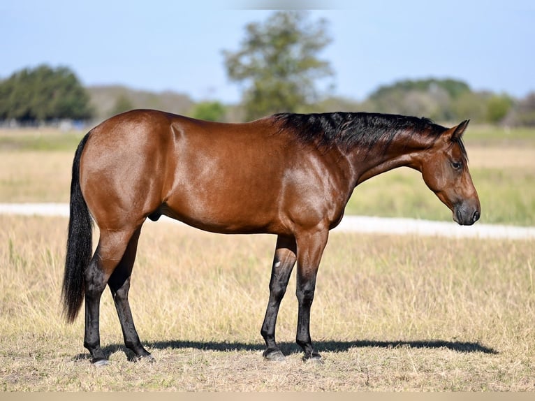 American Quarter Horse Castrone 2 Anni 152 cm Baio ciliegia in Waco, TX