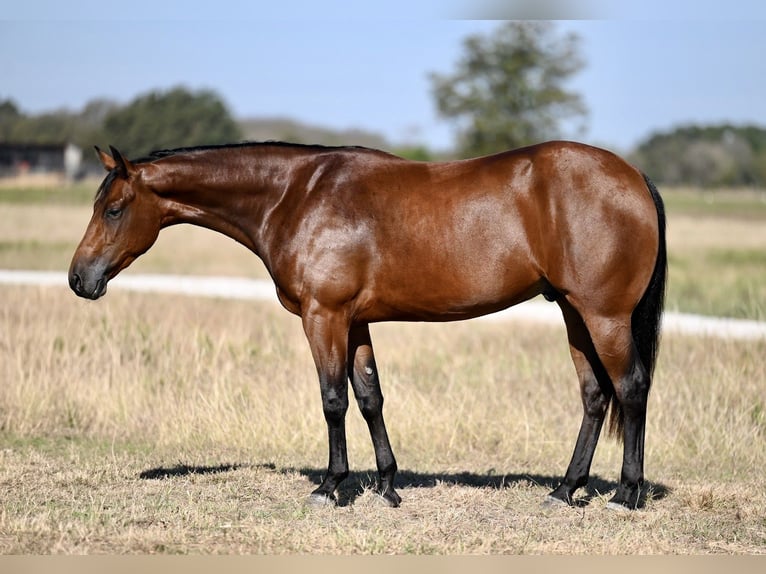 American Quarter Horse Castrone 2 Anni 152 cm Baio ciliegia in Waco, TX