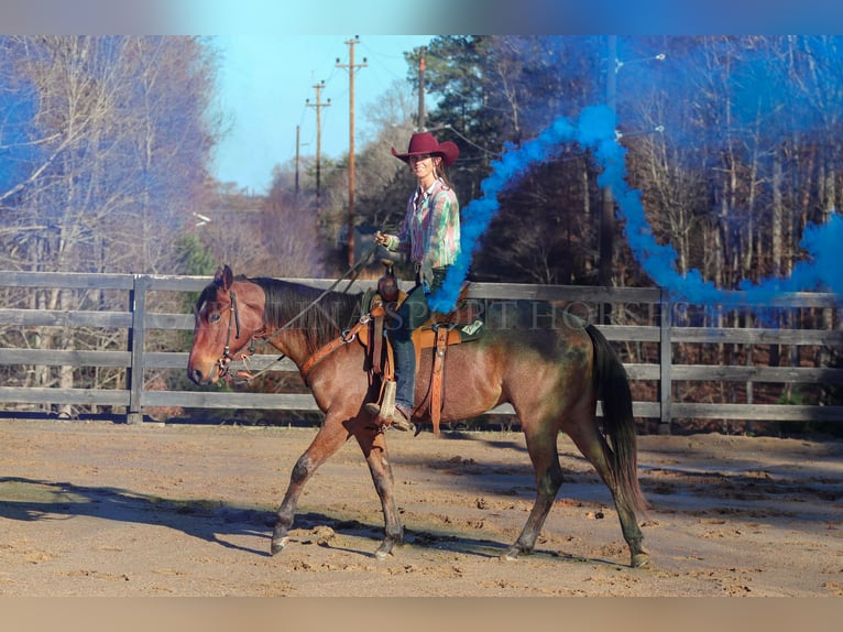 American Quarter Horse Castrone 2 Anni 152 cm Baio roano in Clover, SC