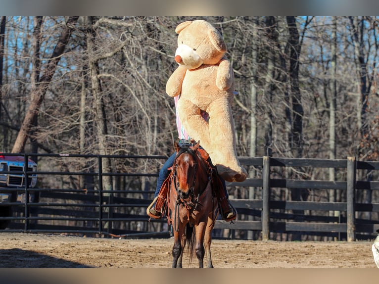 American Quarter Horse Castrone 2 Anni 152 cm Baio roano in Clover, SC