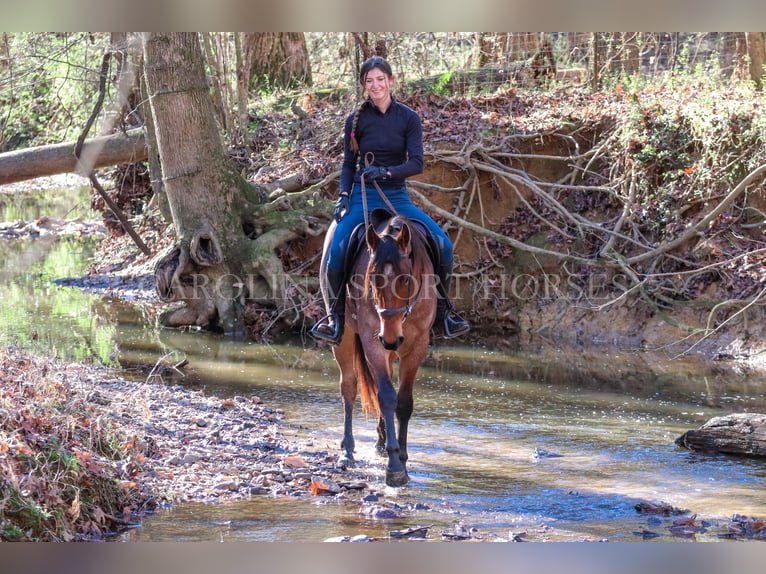 American Quarter Horse Castrone 2 Anni 152 cm Baio roano in Clover, SC