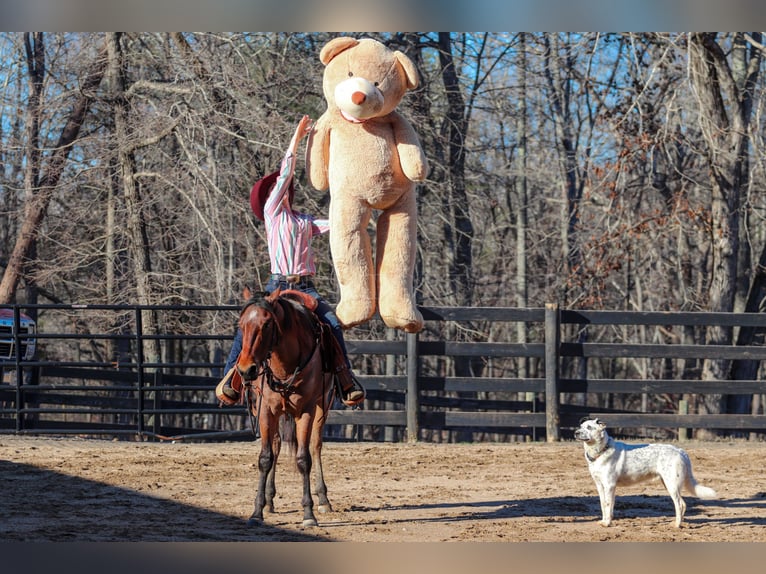 American Quarter Horse Castrone 2 Anni 152 cm Baio roano in Clover, SC