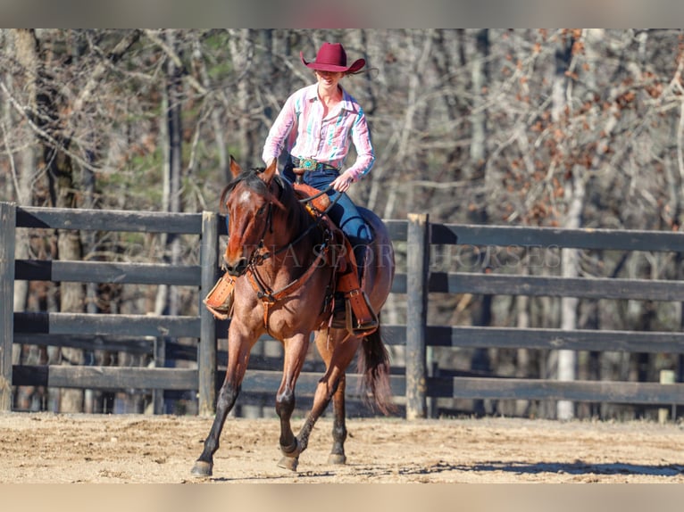 American Quarter Horse Castrone 2 Anni 152 cm Baio roano in Clover, SC