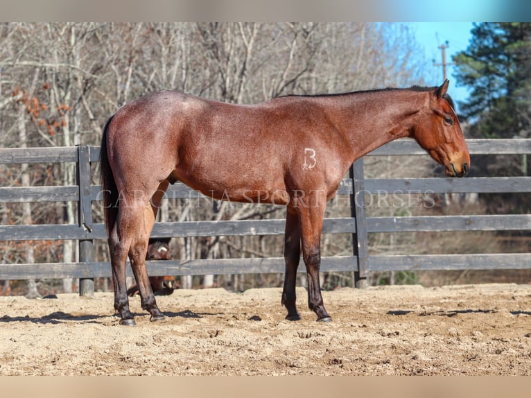 American Quarter Horse Castrone 2 Anni 152 cm Baio roano in Clover, SC