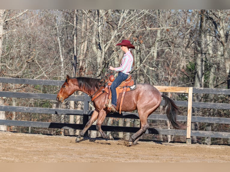 American Quarter Horse Castrone 2 Anni 152 cm Baio roano in Clover, SC