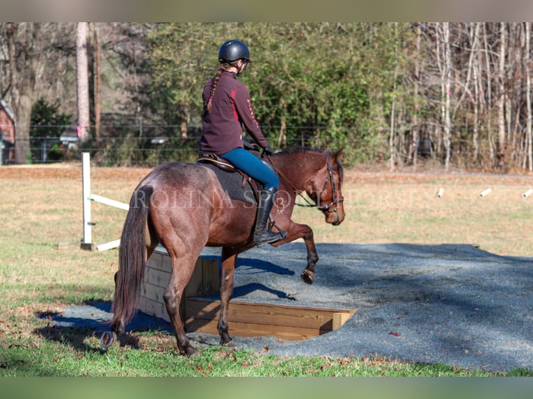 American Quarter Horse Castrone 2 Anni 152 cm Baio roano in Clover, SC