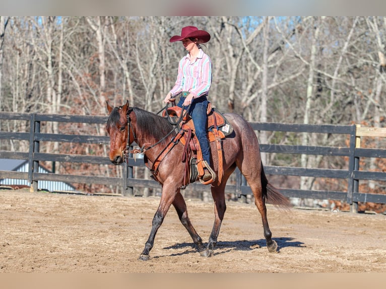 American Quarter Horse Castrone 2 Anni 152 cm Baio roano in Clover, SC