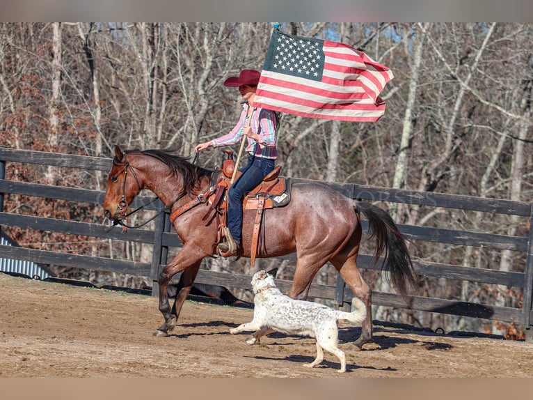 American Quarter Horse Castrone 2 Anni 152 cm Baio roano in Clover, SC