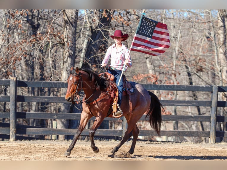 American Quarter Horse Castrone 2 Anni 152 cm Baio roano in Clover, SC