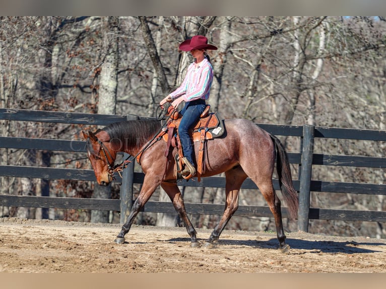 American Quarter Horse Castrone 2 Anni 152 cm Baio roano in Clover, SC