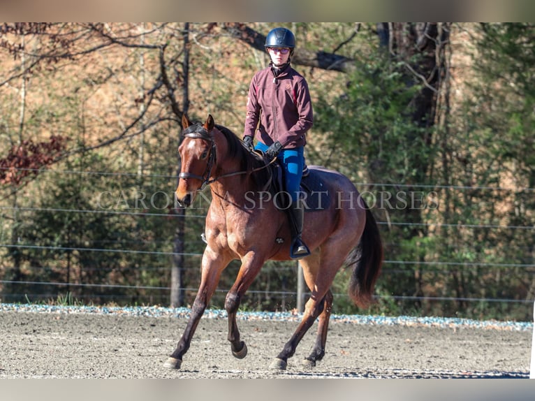 American Quarter Horse Castrone 2 Anni 152 cm Baio roano in Clover, SC