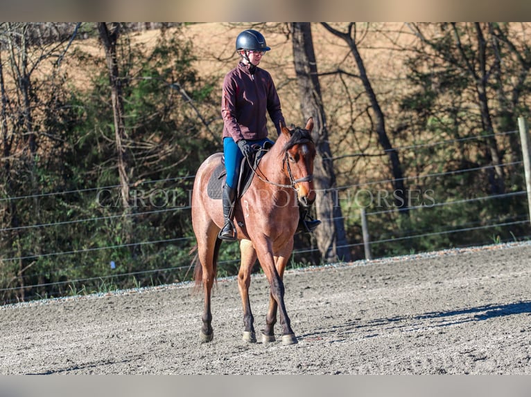 American Quarter Horse Castrone 2 Anni 152 cm Baio roano in Clover, SC