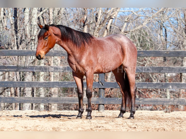 American Quarter Horse Castrone 2 Anni 152 cm Baio roano in Clover, SC