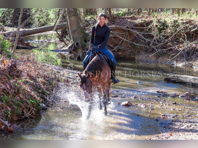 American Quarter Horse Castrone 2 Anni 152 cm Baio roano in Clover, SC