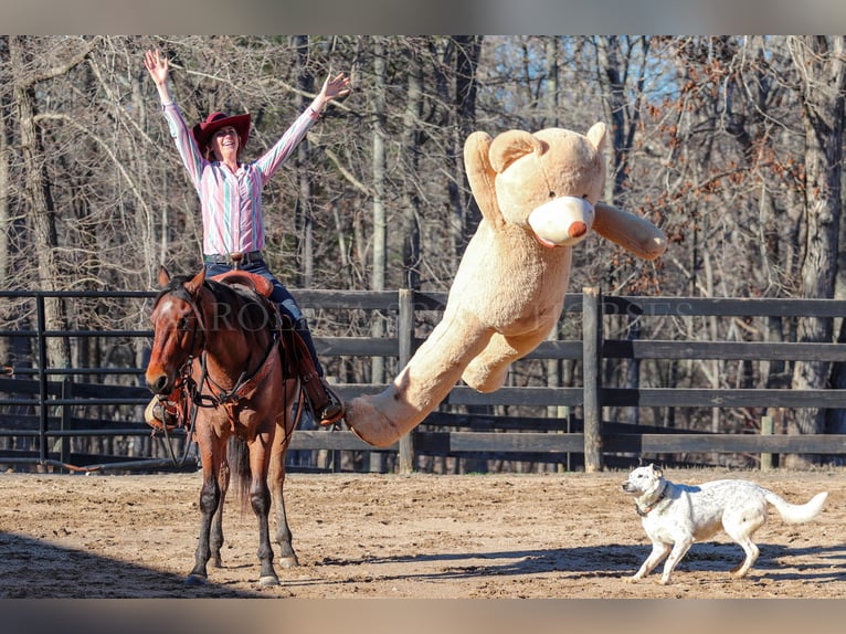 American Quarter Horse Castrone 2 Anni 152 cm Baio roano in Clover, SC