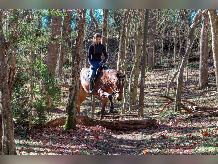 American Quarter Horse Castrone 2 Anni 152 cm Baio roano in Clover, SC