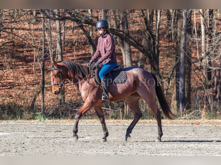 American Quarter Horse Castrone 2 Anni 152 cm Baio roano in Clover, SC