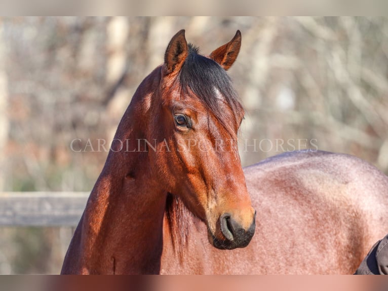 American Quarter Horse Castrone 2 Anni 152 cm Baio roano in Clover, SC