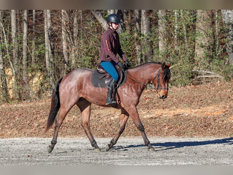 American Quarter Horse Castrone 2 Anni 152 cm Baio roano in Clover, SC