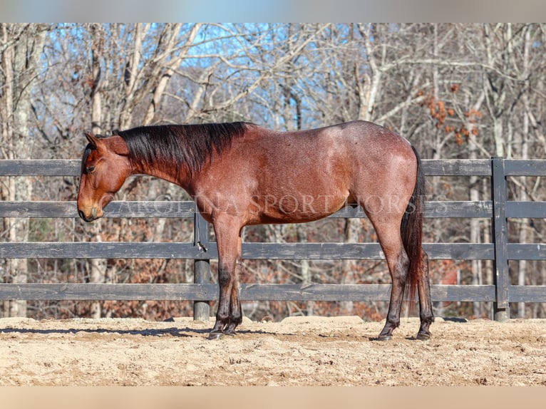 American Quarter Horse Castrone 2 Anni 152 cm Baio roano in Clover, SC