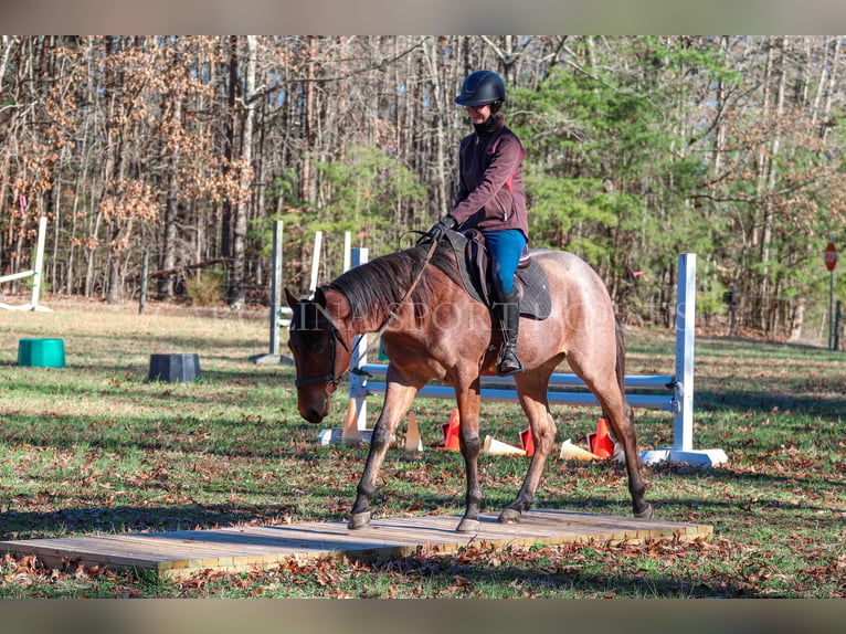 American Quarter Horse Castrone 2 Anni 152 cm Baio roano in Clover, SC