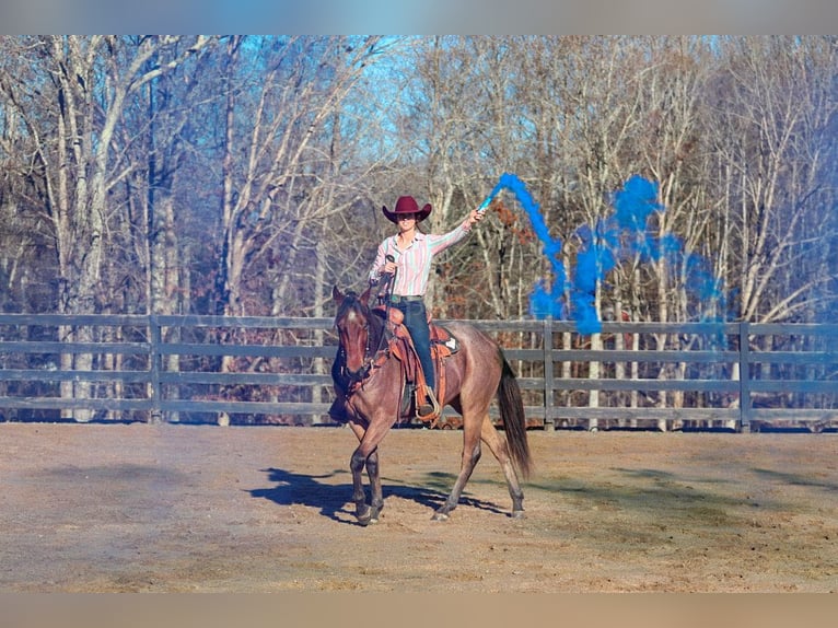 American Quarter Horse Castrone 2 Anni 152 cm Baio roano in Clover, SC