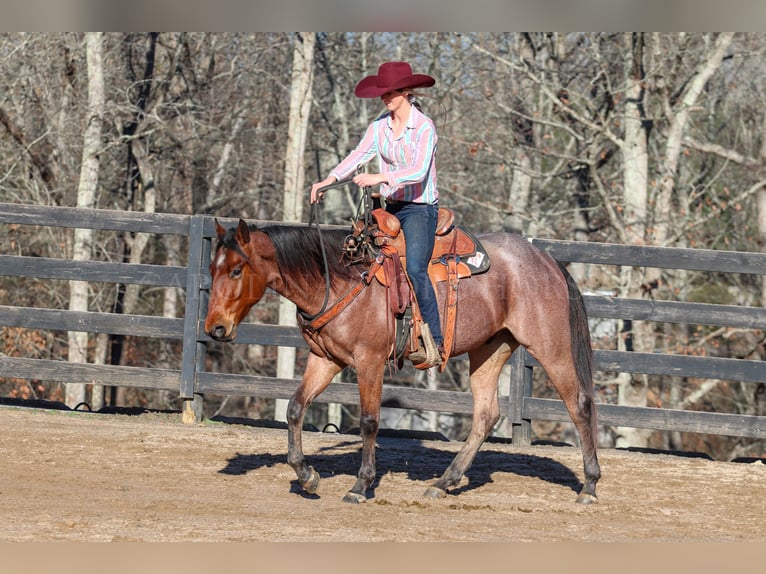 American Quarter Horse Castrone 2 Anni 152 cm Baio roano in Clover, SC