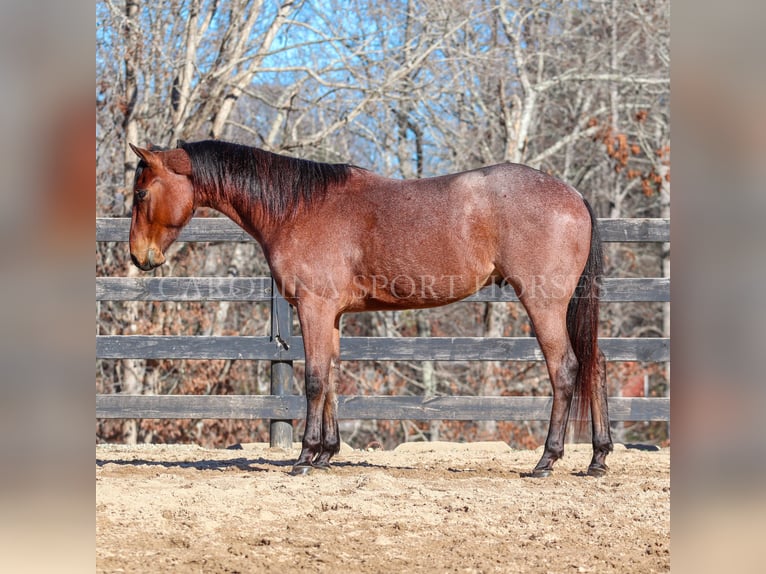 American Quarter Horse Castrone 2 Anni 152 cm Baio roano in Clover, SC