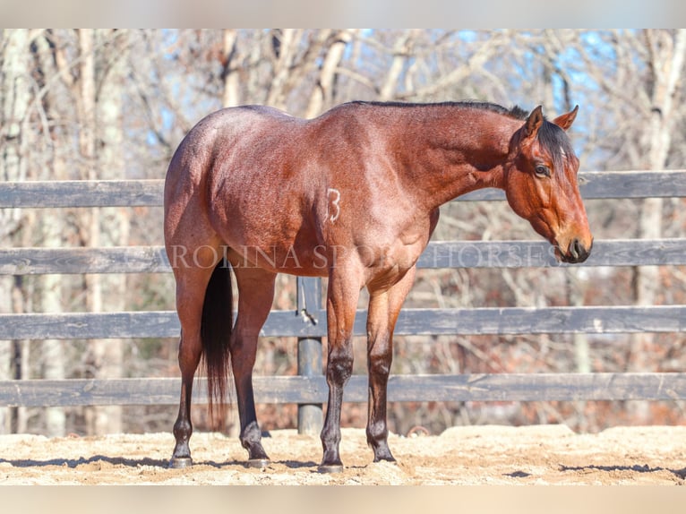 American Quarter Horse Castrone 2 Anni 152 cm Baio roano in Clover, SC