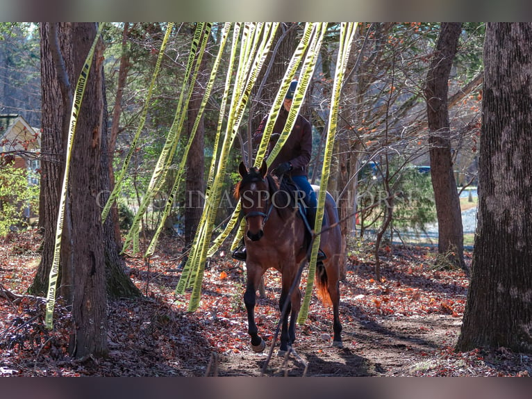 American Quarter Horse Castrone 2 Anni 152 cm Baio roano in Clover, SC