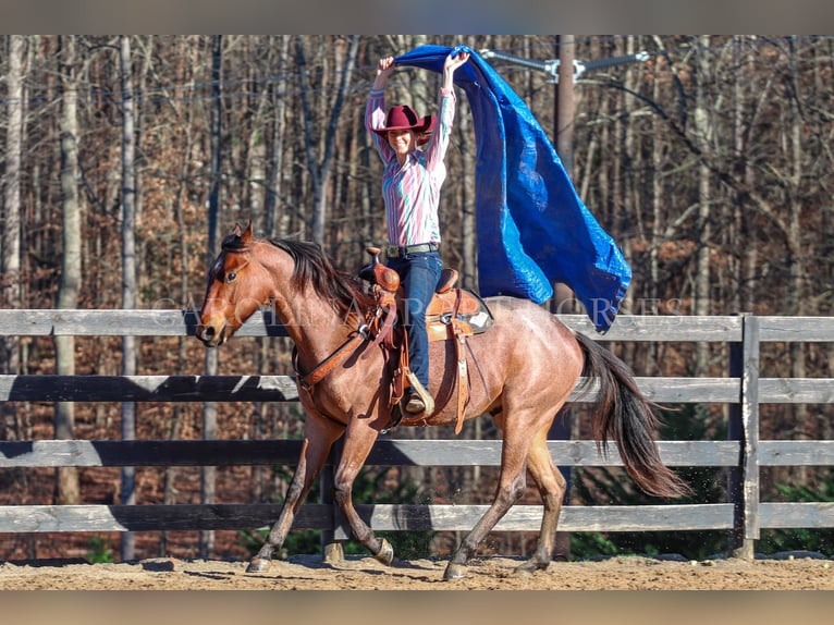 American Quarter Horse Castrone 2 Anni 152 cm Baio roano in Clover, SC