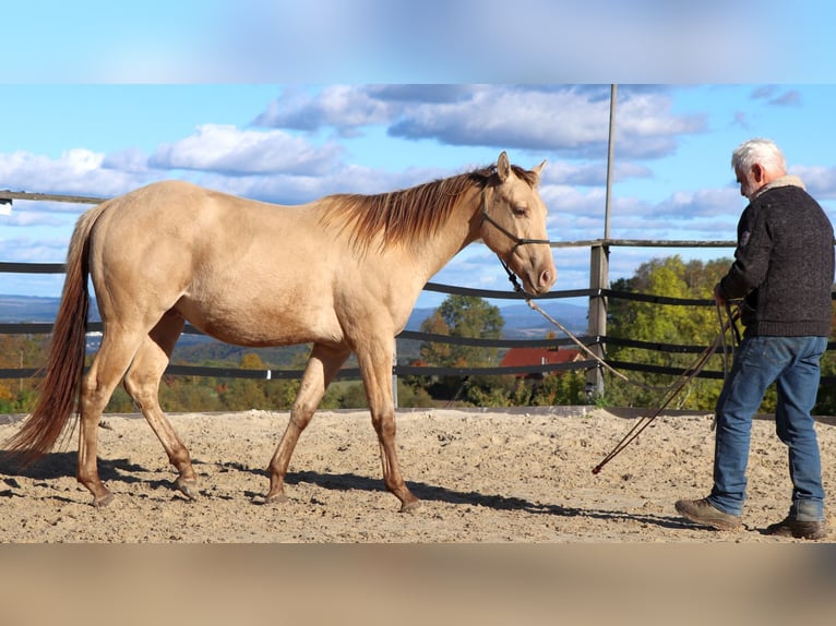 American Quarter Horse Castrone 2 Anni 152 cm Champagne in M&#xFC;glitztal